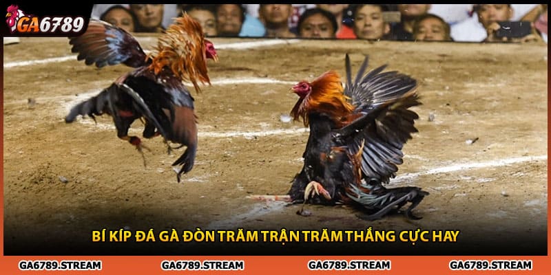 Bí kíp đá gà 67 trăm trận trăm thắng cực hay