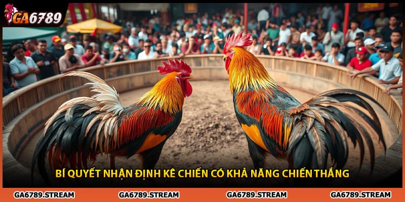 Bí quyết nhận định kê chiến sẽ thắng trong gà cú đá 5 tỷ 