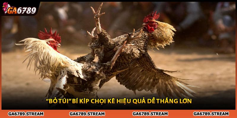 “Bỏ túi” bí kíp chơi đá gà Ga6789 hiệu quả dễ thắng lớn