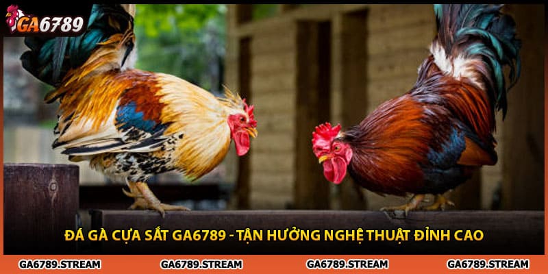 Đá Gà Cựa Sắt Ga6789 - Tận Hưởng Nghệ Thuật Đỉnh Cao