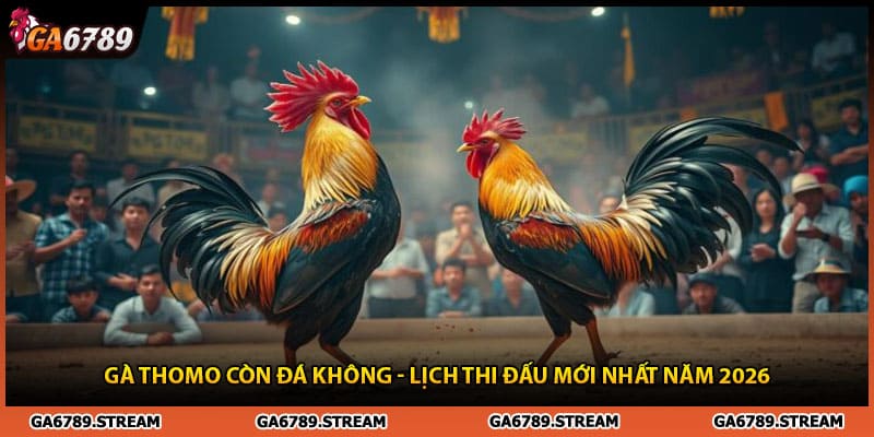 Gà Thomo Còn Đá Không - Lịch Thi Đấu Mới Nhất Năm 2026