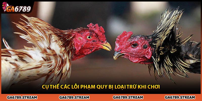 Gà Thomo còn đá không và các lỗi vi phạm cơ bản