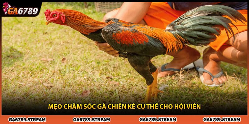 Mẹo chăm sóc gà chiến kê cụ thể cho hội viên