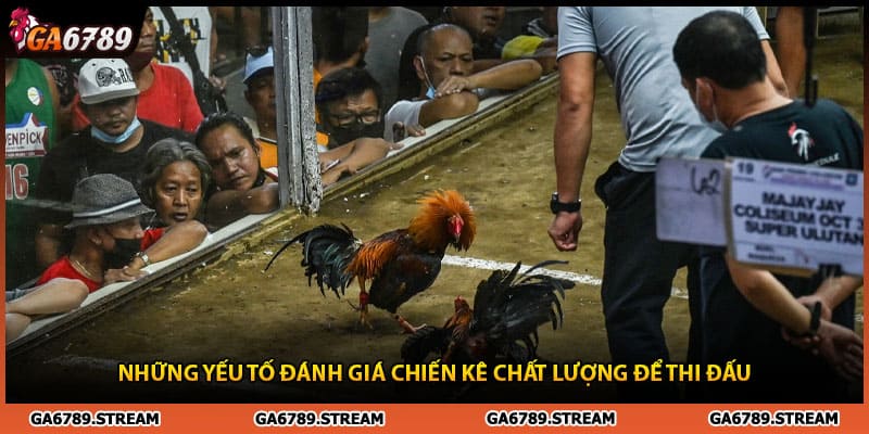 Những yếu tố đánh giá chiến kê đá gà đòn để thi đấu
