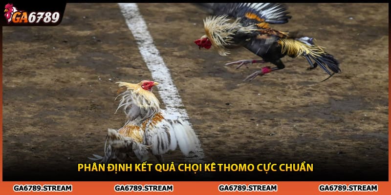  Phân định kết quả và giải mã gà Thomo còn đá không cực chuẩn