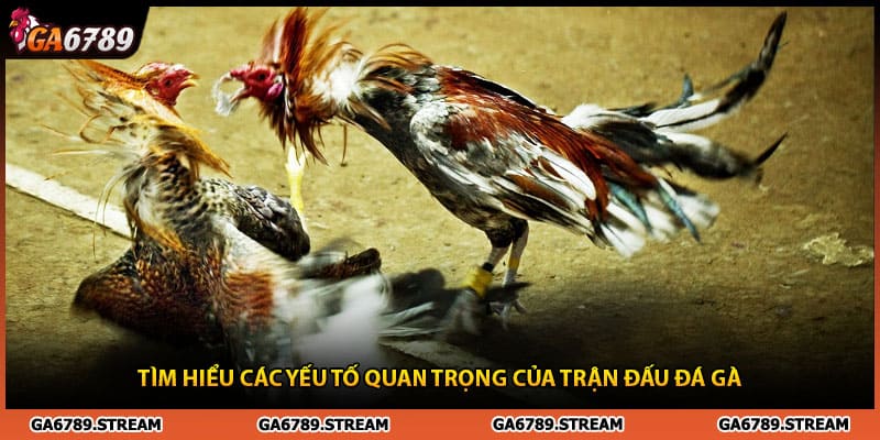 Tìm hiểu các yếu tố quan trọng của trận đấu đá gà đòn