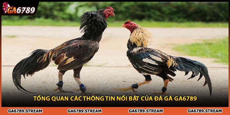 Tổng quan các thông tin nổi bật của đá gà Ga6789