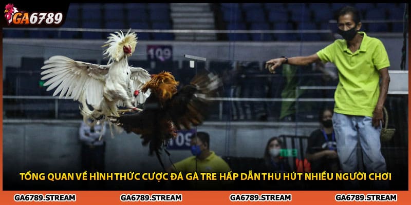 Tổng quan về hình thức cược đá gà tre hấp dẫn thu hút nhiều người chơi