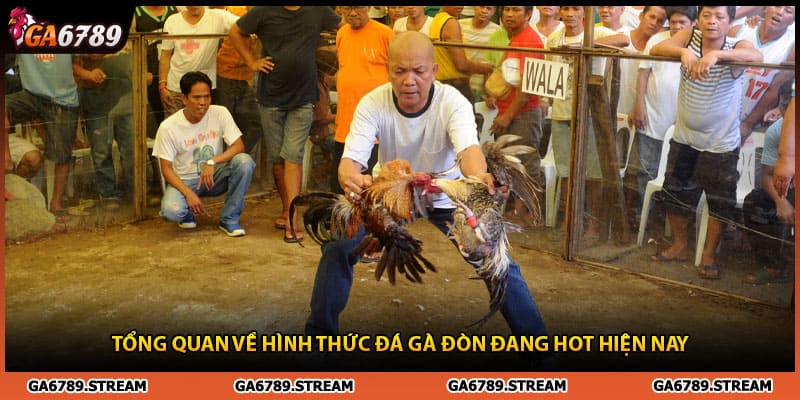 Tổng quan về hình thức đá gà đòn đang hot hiện nay