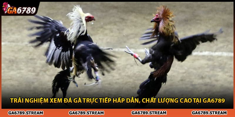 Trải nghiệm xem chọi kê trực tiếp chất lượng cao tại đá gà trực tiếp Thomo C3