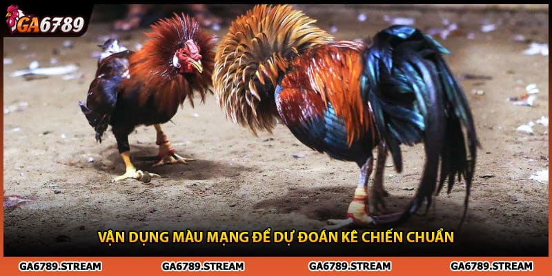 Vận dụng màu mạng đá gà để dự đoán kê chiến chuẩn