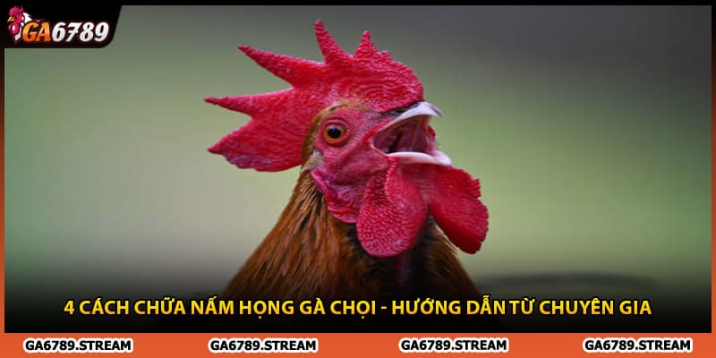 Hướng dẫn 4 cách chữa nấm họng gà chọi siêu nhanh