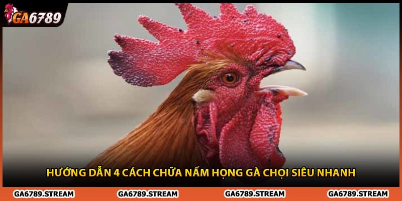 Hướng dẫn 4 cách chữa nấm họng gà chọi siêu nhanh