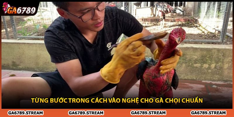 Từng bước trong cách vào nghệ cho gà chọi chuẩn